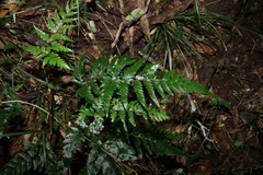 Parapolystichum acuminatum, photograph (c) Greg Tasney, some rights reserved (CC BY-SA)