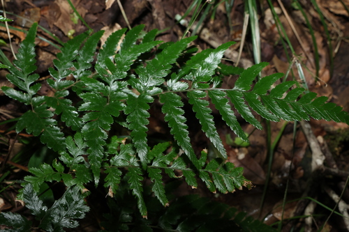 shiny shield-fern (Parapolystichum acuminatum)