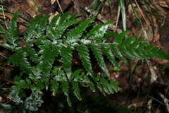 Parapolystichum acuminatum, photograph (c) Greg Tasney, some rights reserved (CC BY-SA)