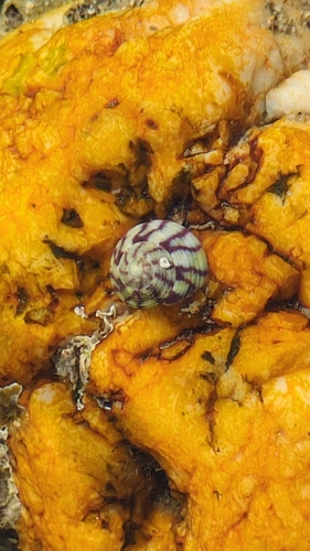 Steromphala umbilicalis