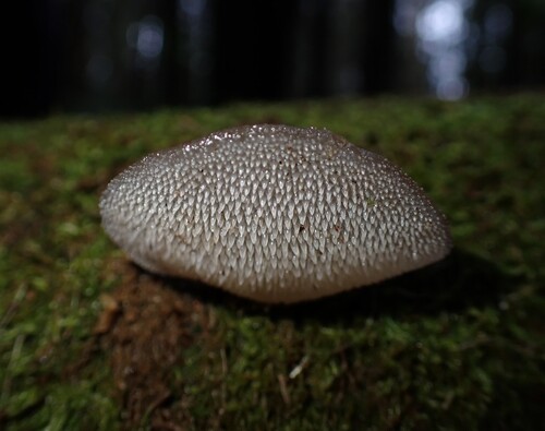 Pseudohydnum gelatinosum