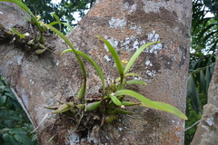 Prosthechea chacaoensis