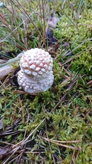 Amanita muscaria