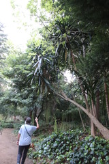 Dracaena steudneri