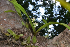 Prosthechea chacaoensis