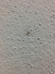 Arachnida