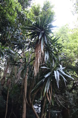 Dracaena steudneri
