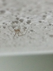 Arachnida