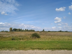 Chamaenerion angustifolium