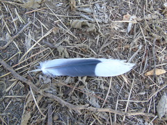 Streptopelia decaocto