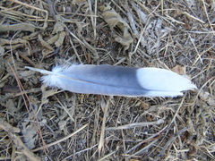 Streptopelia decaocto