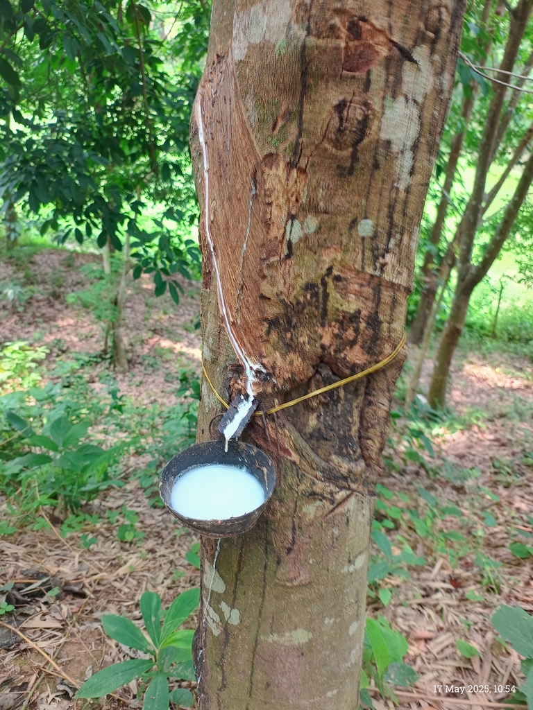 rubber tree (Hevea brasiliensis)  iNaturalist