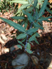 Berberis nevinii
