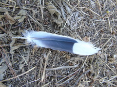 Streptopelia decaocto