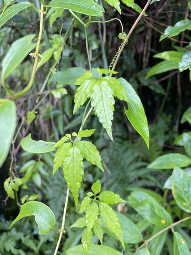 Gynostemma pentaphyllum observed 2025-06-25