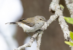 Grey Gerygone photo 3
