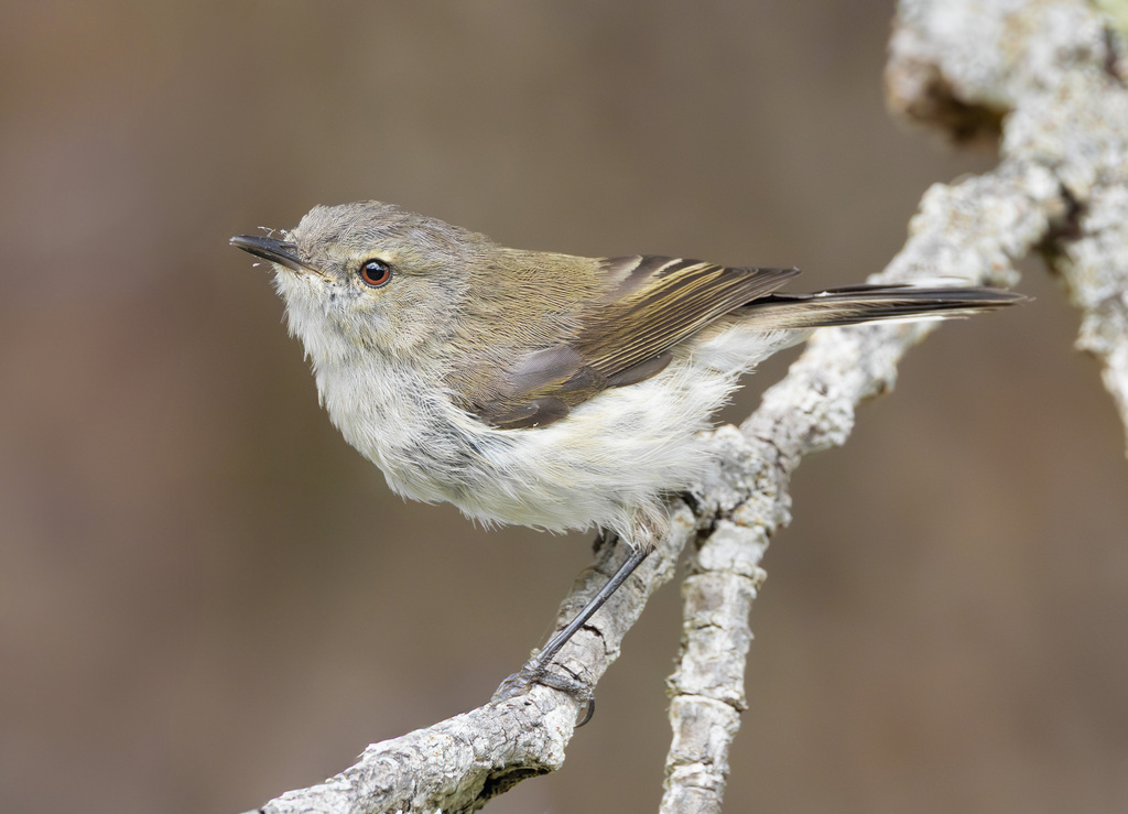 Grey Gerygone