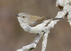 Grey Gerygone photo 1