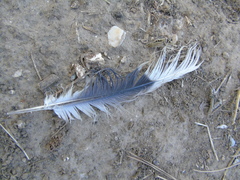 Streptopelia decaocto