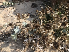 Eryngium maritimum