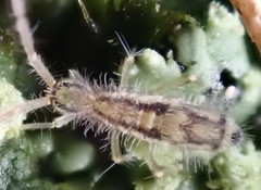 Entomobrya muscorum