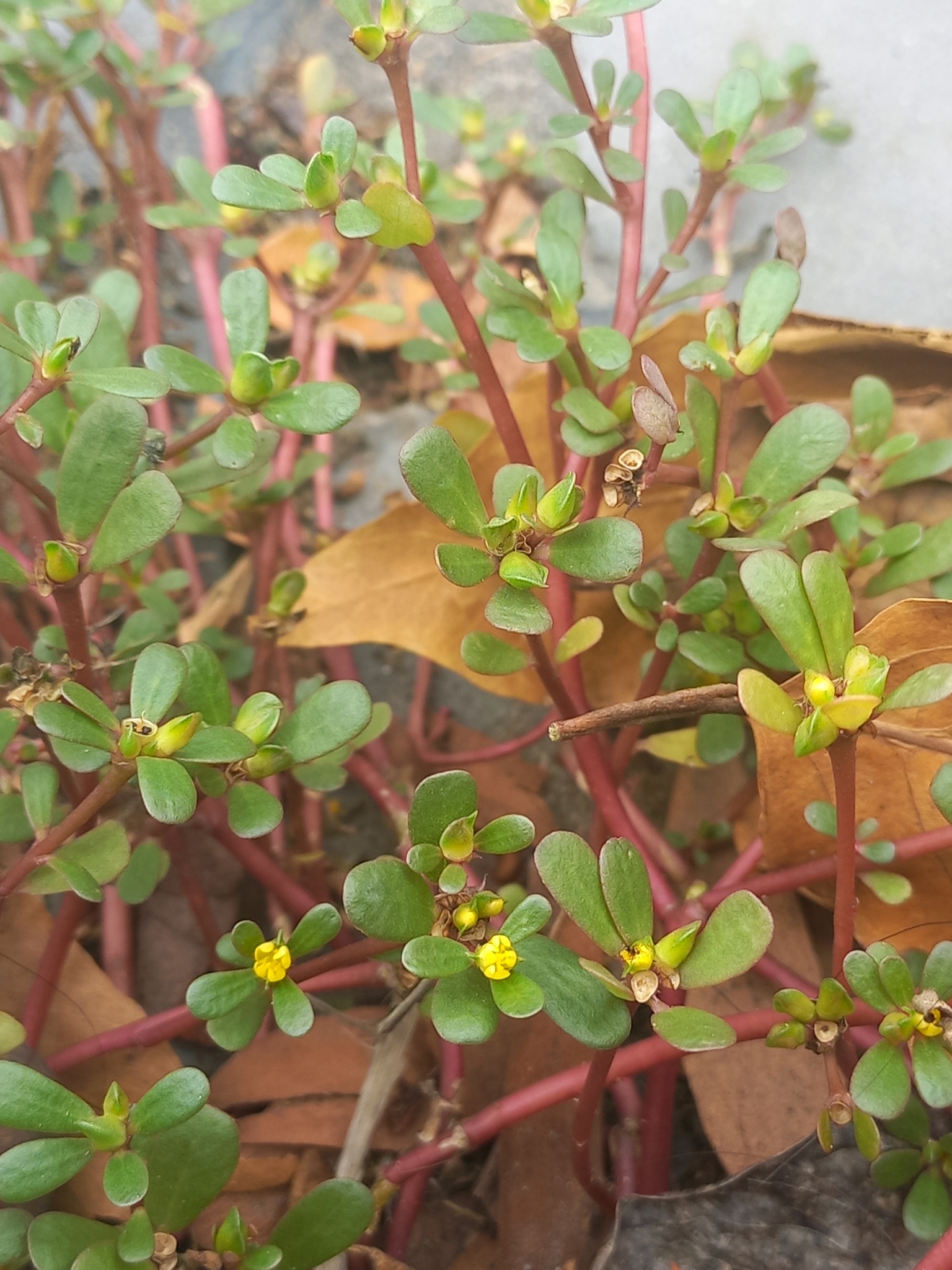 Portulaca oleracea — ảnh 3