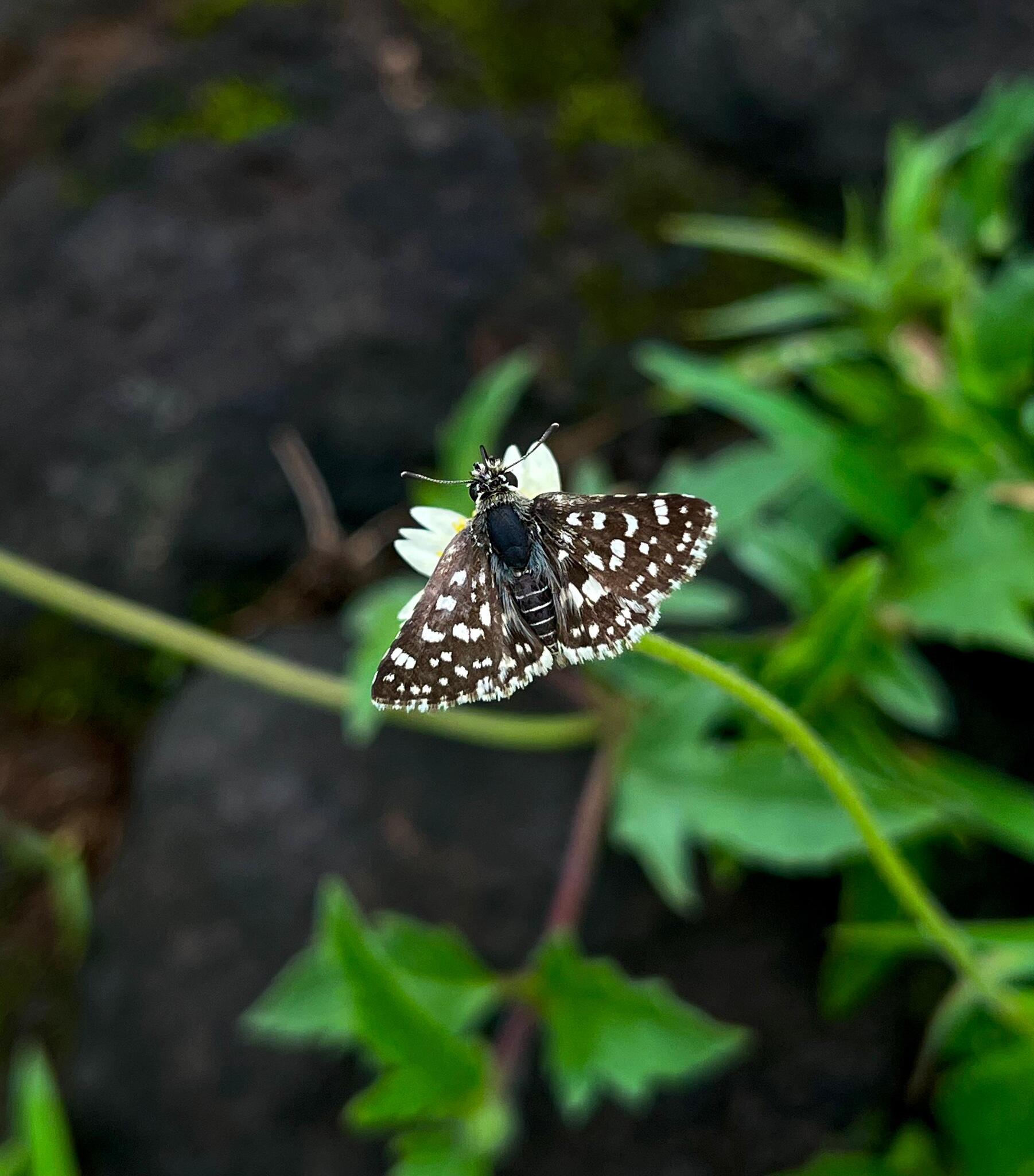 Asian Grizzled Skipper