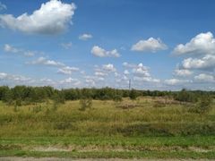 Chamaenerion angustifolium