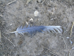 Streptopelia decaocto