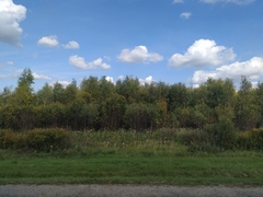 Calamagrostis epigejos