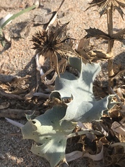 Eryngium maritimum