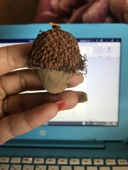 Quercus macrocarpa