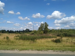 Calamagrostis epigejos