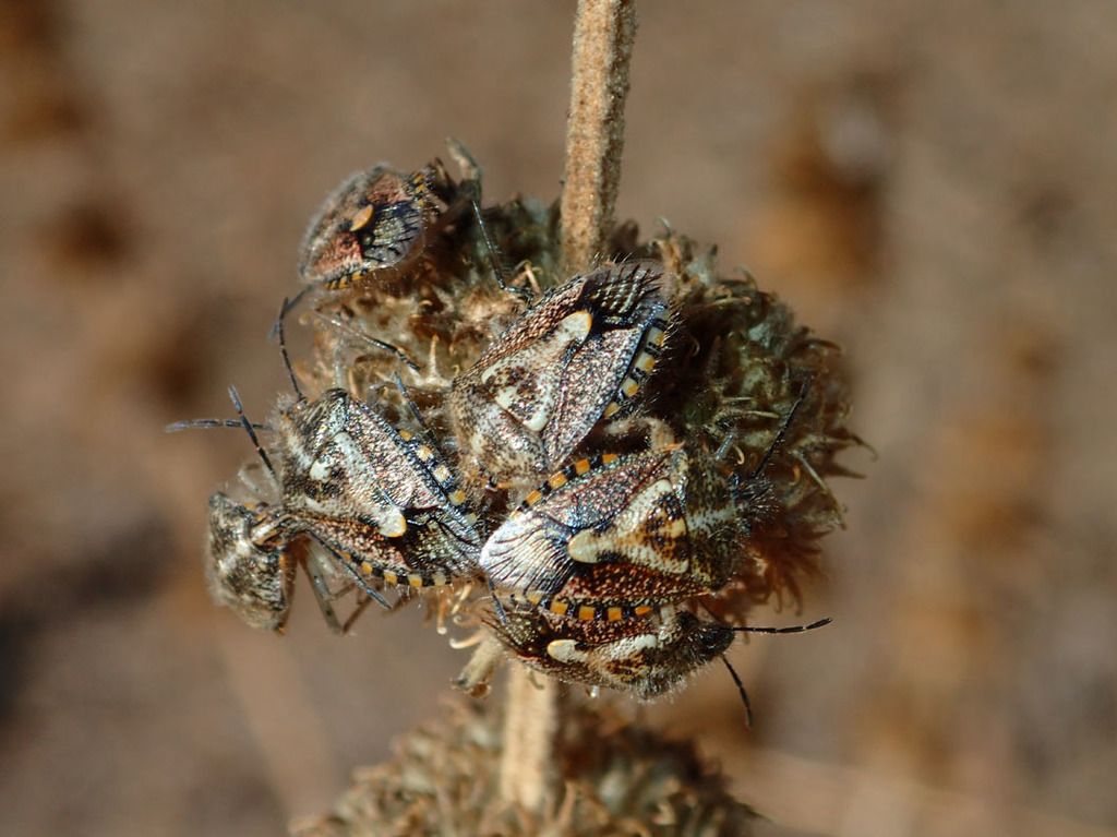 African Cluster Bug (Hemiptera of Botswana) · iNaturalist Mexico