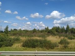 Calamagrostis epigejos