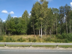 Calamagrostis epigejos