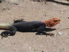 Agama planiceps