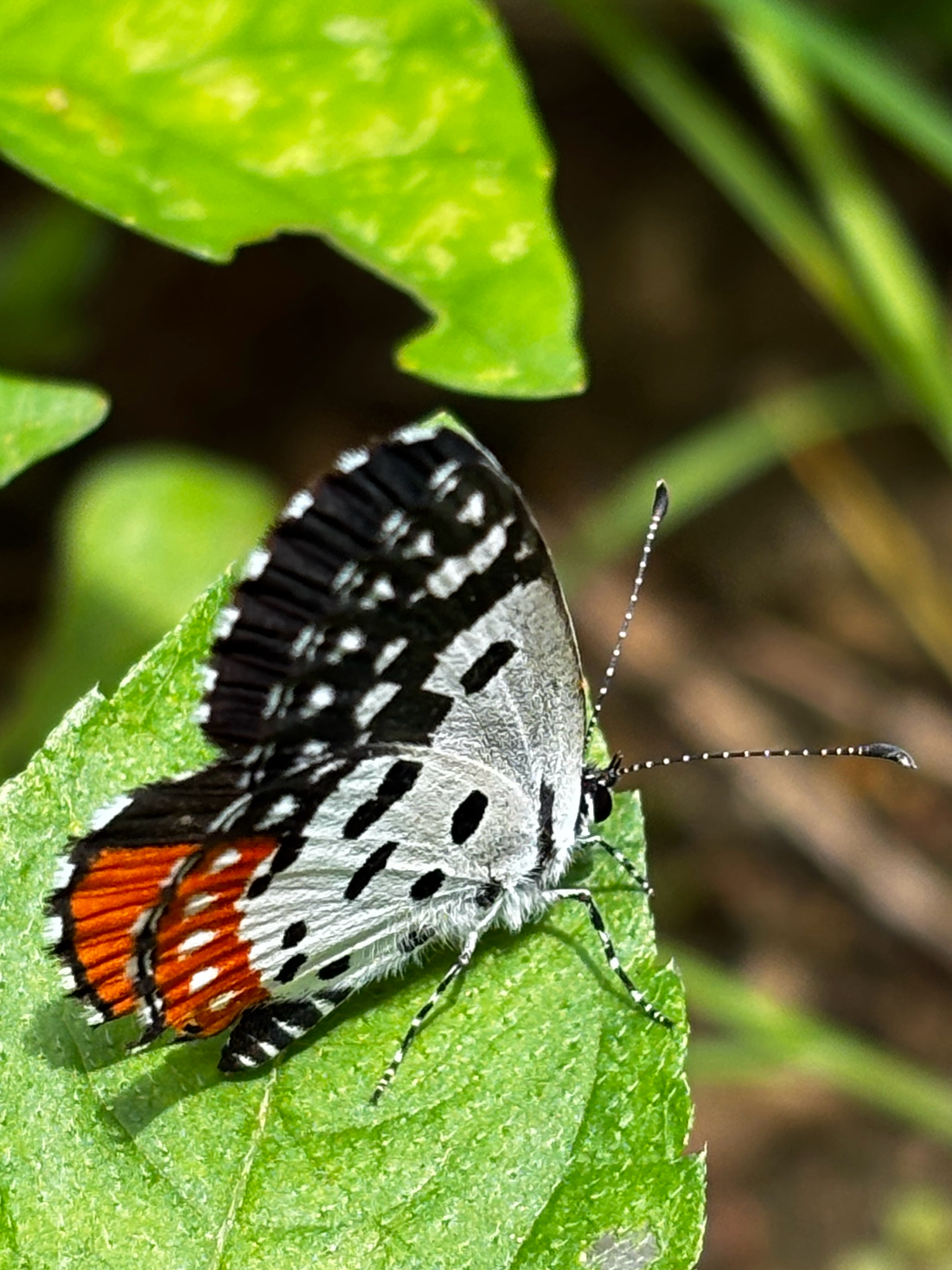 Red Pierrot