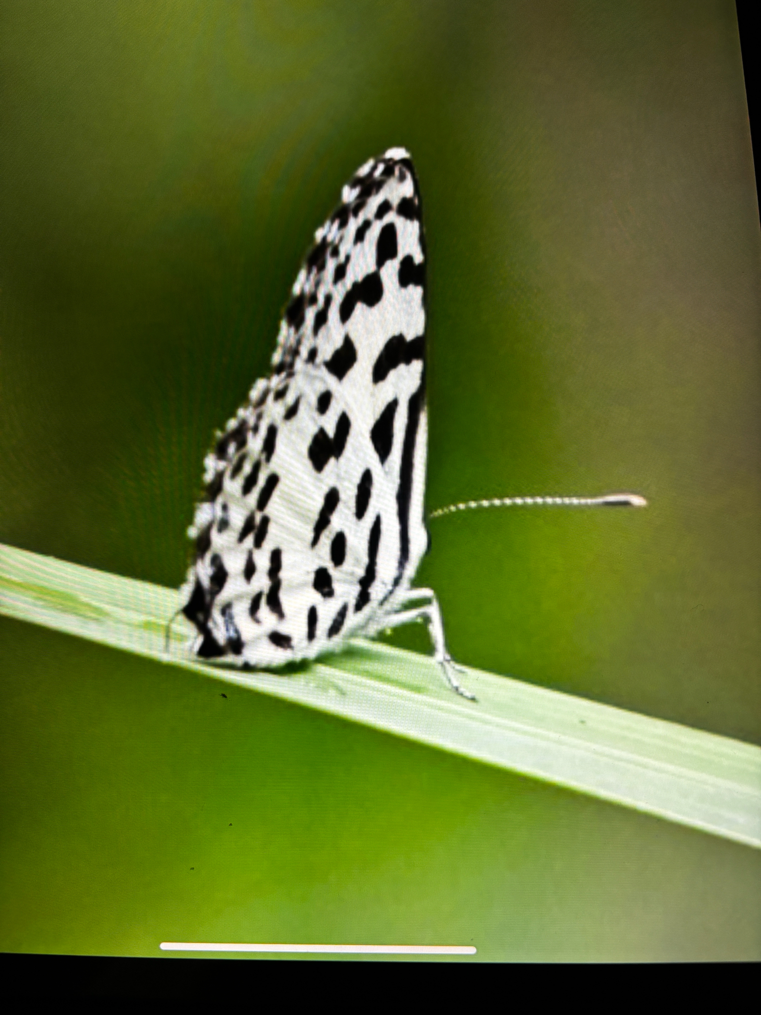 Common Pierrot