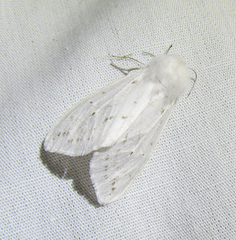 Spilosoma dubia