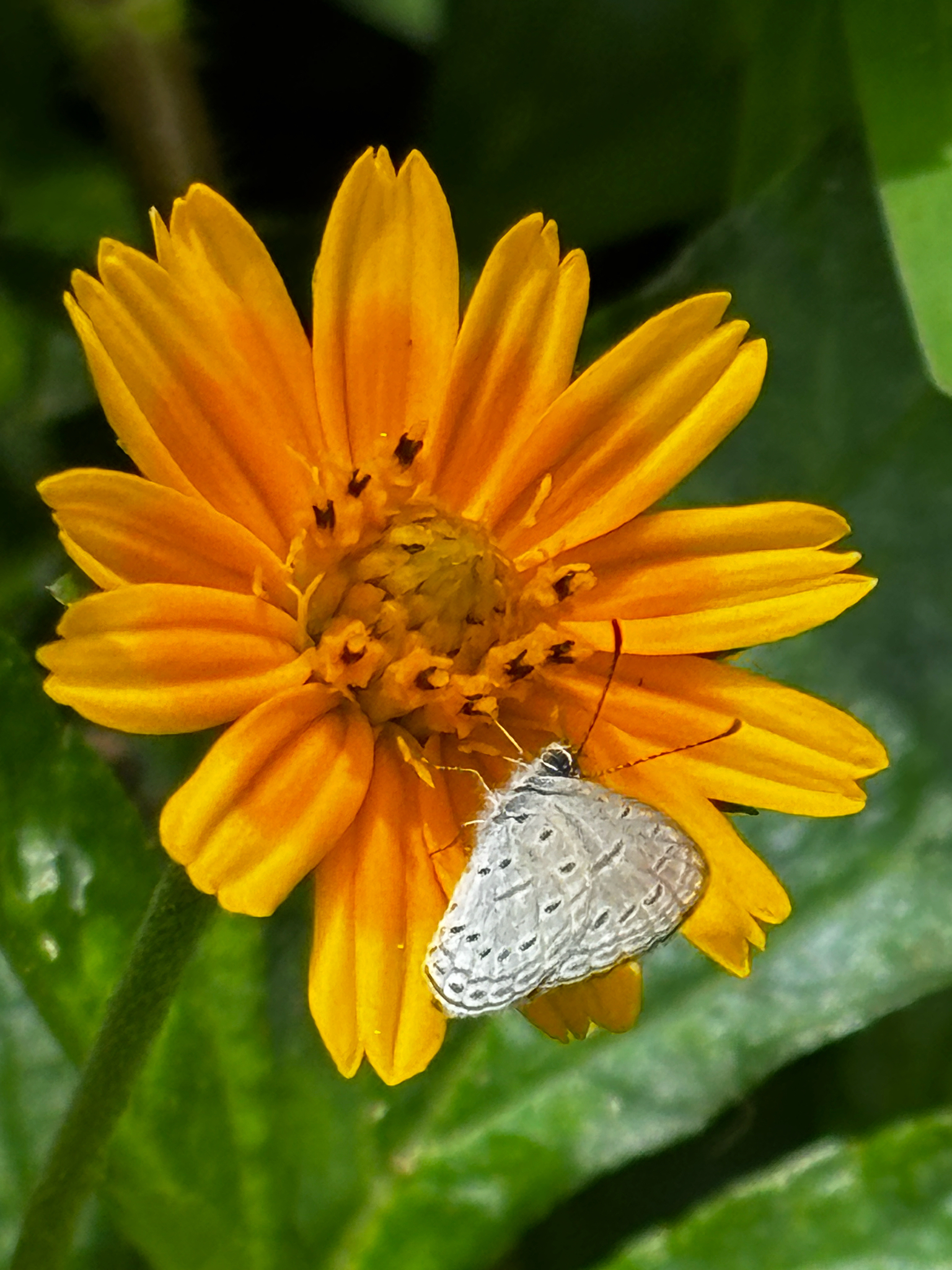 Tiny Grass Blue