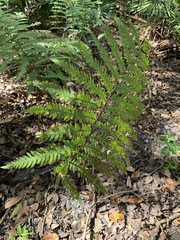 Anchistea virginica image
