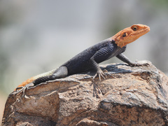 Agama planiceps