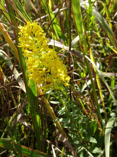 Solidago rigidiuscula, photograph 5