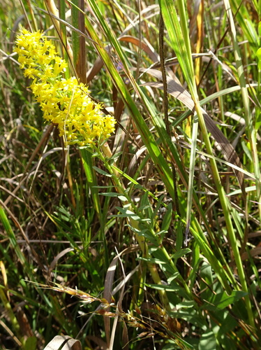Solidago rigidiuscula, photograph 3