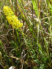 Solidago speciosa rigidiuscula