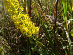 Solidago speciosa rigidiuscula