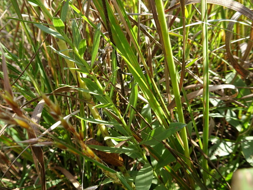Solidago rigidiuscula, photograph 6