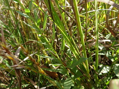 Solidago speciosa rigidiuscula