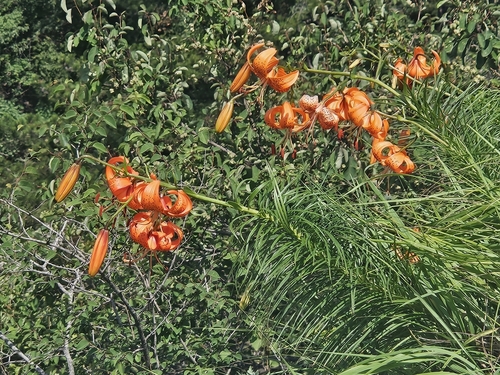 Lilium davidii, photograph 1